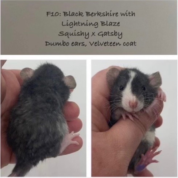 Meet Audrey - Picture 3 of 3